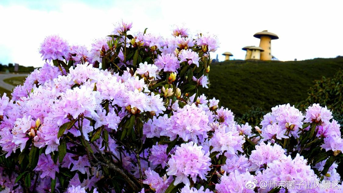 小熊自助下单平台：智能点餐助手快捷下单新体验